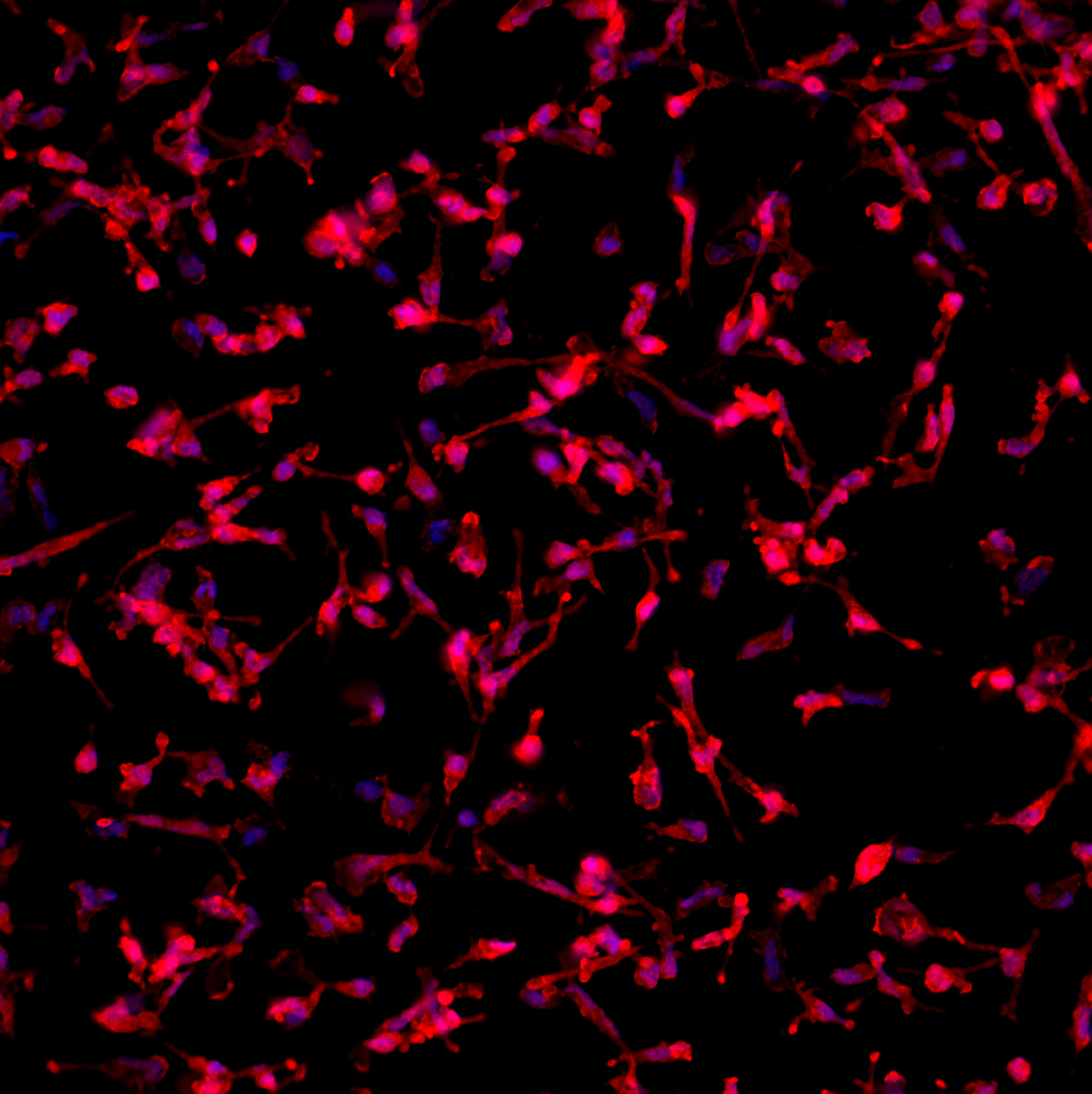Microglia Image